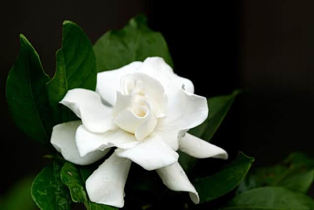 Gardenia plant