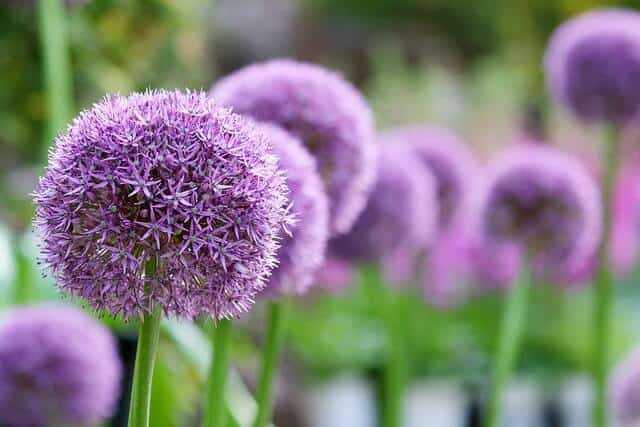 allium