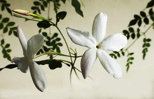 jasmine plant