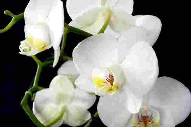 orchid