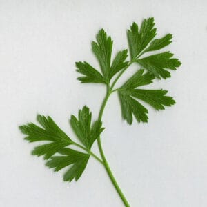 parsley