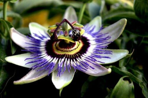 passion flower