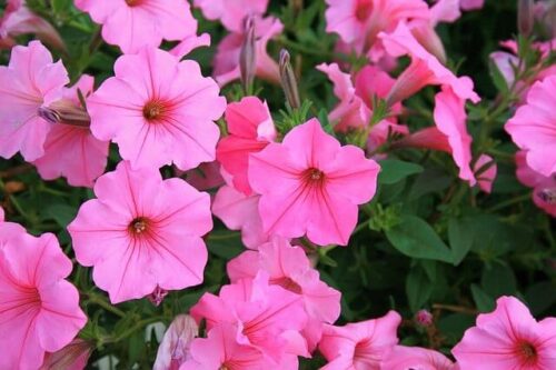 petunias