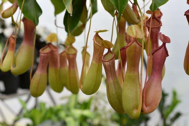 pitcher plant