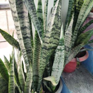 snake plant that produces oxygen at night
