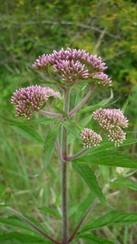 Valerian Plant