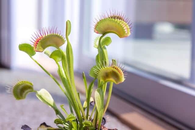 venus fly traps