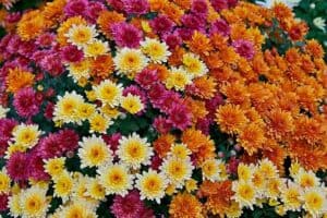 Chrysanthemum