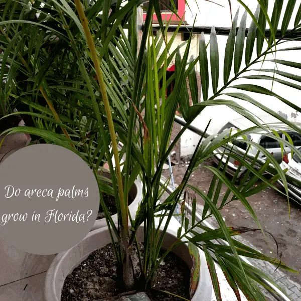 Areca Palm Florida How do they Grow, Know USDA(Plant Guide)