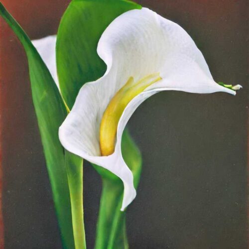 How and When to Cut Back Calla lilies