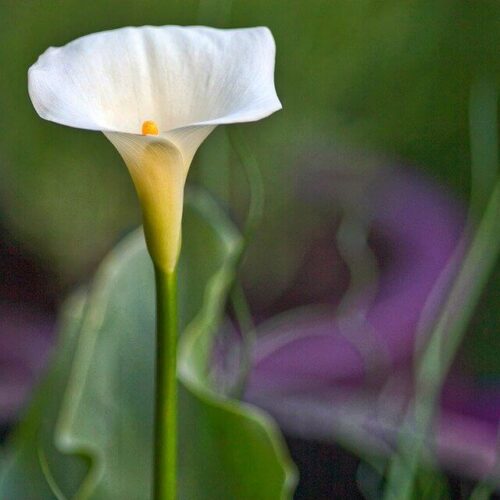 Deadhead Calla Lily