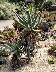 Aloe africana