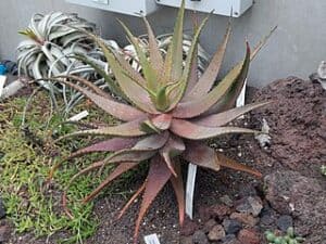 Aloe microstigma