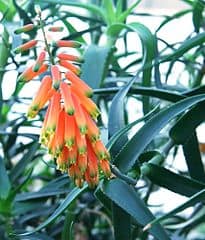 Aloe ciliaris