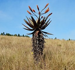 Aloe marlothii