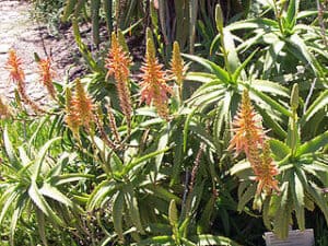 Aloe Arborescens