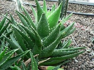 Aloe nobilis