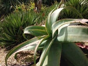 Aloe rubroviolacea