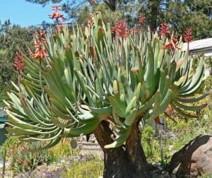 Aloe plicatilis