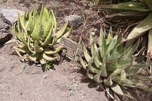 Aloe Aculeata