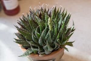 Aloe aristata