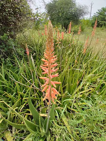 Aloe Barbadensis Miller