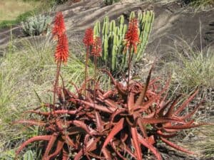 Aloe cameronii