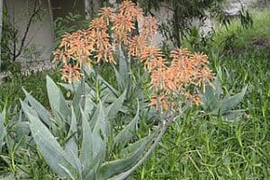 Aloe_hereroensis