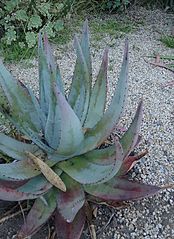 Aloe petricola