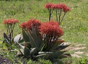 Aloe striata