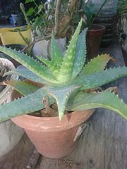 Aloe maculata