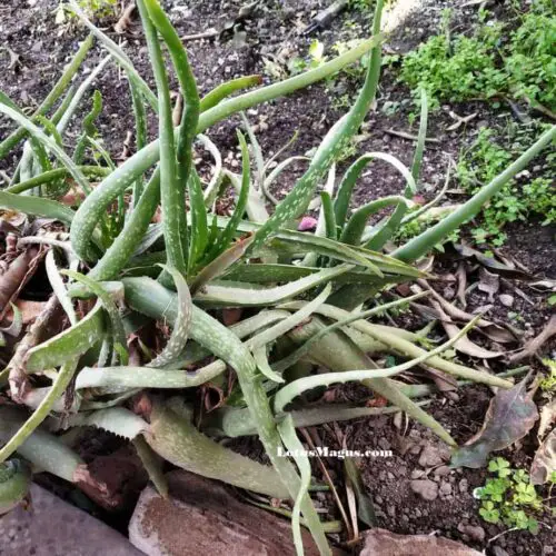 Aloe vera seedlings