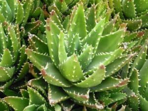 aloe brevifolia