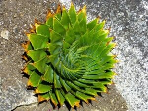 Aloe Polyphylla