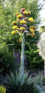 Utah Agave Flower