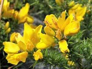 Ulex Gallii