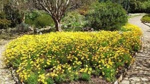 Flowers That Start With U UrsiniaSpeciosa