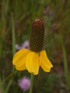 Upright Prairie Coneflower