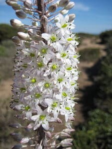 Urginea Maritima