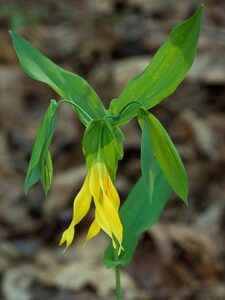 Uvularia Grandiflora