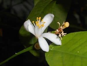 Ugly Fruit Flower