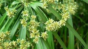 Umbrella Sedge