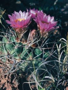 Uinta Basin Hookless Cactus