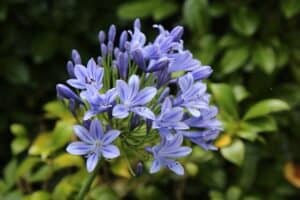African Lily