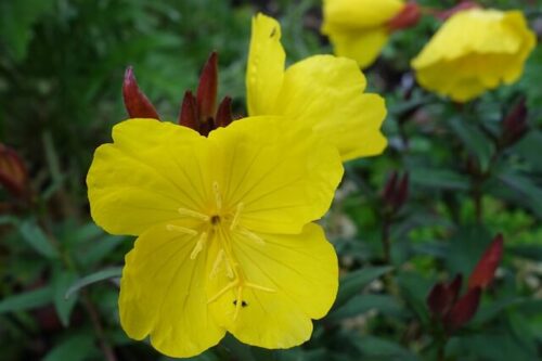 Evening Primerose