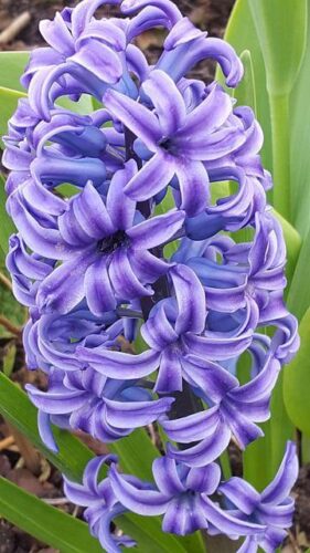 Hyacinth