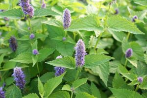 Anise Hyssop