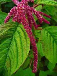 Amaranth Flower Meaning