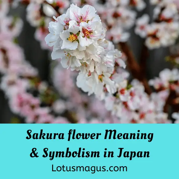 Cherry Blossom Symbolism Spiritual Meaning(Sakura Flowers)