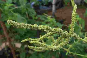 Amaranth flower symbolism